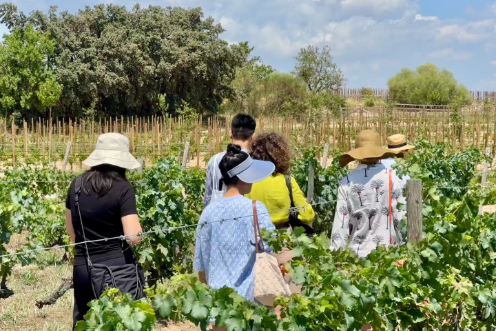 a group of people walking among vines