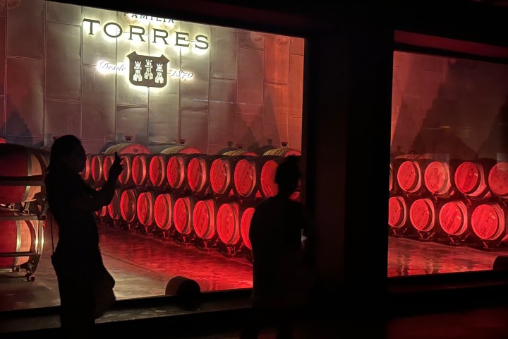 wine barrels in the aging room