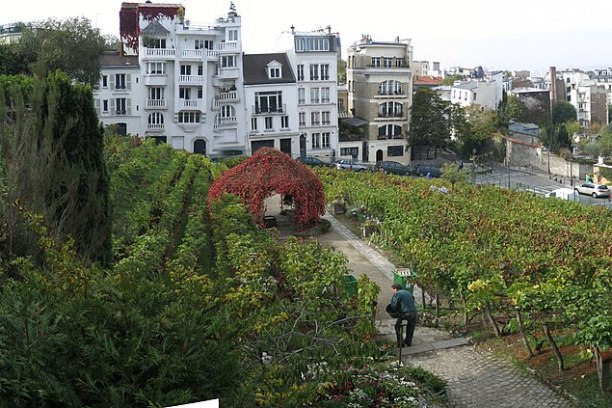 Small vineyard with houses in the background and a path through the greenery.
